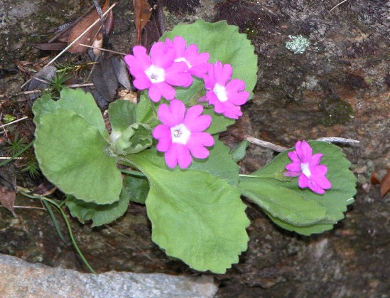 Primula hirsuta / Primula irsuta